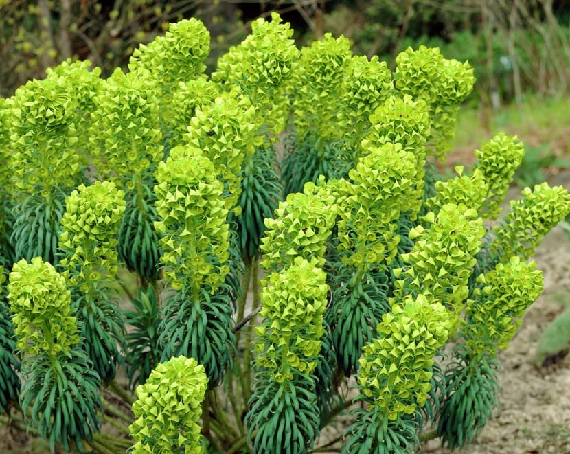 Tártago mediterráneo, Euphorbia characias