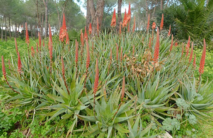 Aloe de tallo rayado, Aloe striatula